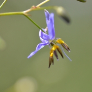 Dianella revoluta at Wamboin, NSW - 28 Nov 2020