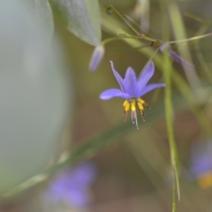 Dianella revoluta at Wamboin, NSW - 28 Nov 2020