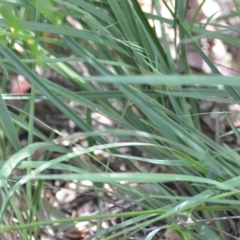 Dianella revoluta at Wamboin, NSW - 28 Nov 2020