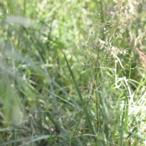 Dianella revoluta at Wamboin, NSW - 28 Nov 2020