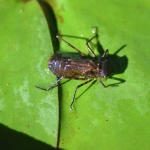 Anisoptera (suborder) at Wamboin, NSW - 28 Nov 2020