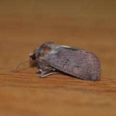 Diarsia intermixta (Chevron Cutworm, Orange Peel Moth.) at Wamboin, NSW - 28 Nov 2020 by natureguy