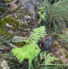 Histiopteris incisa (Bat's-Wing Fern) at Mount Ainslie - 7 Nov 2021 by RangerRiley