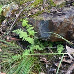 Histiopteris incisa at Campbell, ACT - suppressed