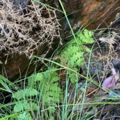 Histiopteris incisa at Campbell, ACT - suppressed