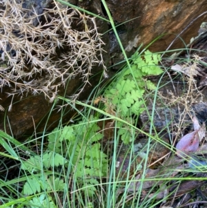 Histiopteris incisa at Campbell, ACT - suppressed