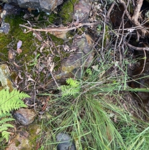 Histiopteris incisa at Campbell, ACT - suppressed