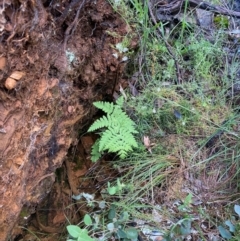 Histiopteris incisa at Campbell, ACT - suppressed