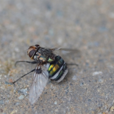 Rutilia (Chrysorutilia) sp. (genus & subgenus) (A Bristle Fly) at QPRC LGA - 28 Nov 2020 by natureguy