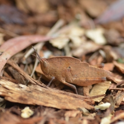 Goniaea carinata (Black kneed gumleaf grasshopper) at QPRC LGA - 2 Dec 2020 by natureguy