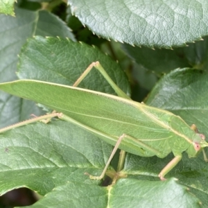 Caedicia simplex at Theodore, ACT - 7 Nov 2021 11:39 AM