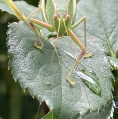 Caedicia simplex at Theodore, ACT - 7 Nov 2021 11:39 AM