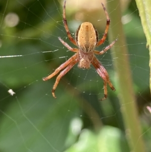 Araneinae (subfamily) at Theodore, ACT - 7 Nov 2021 11:41 AM