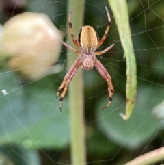 Araneinae (subfamily) at Theodore, ACT - 7 Nov 2021 11:41 AM