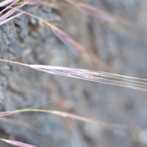 Bromus diandrus at Wamboin, NSW - 3 Dec 2020