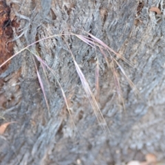 Bromus diandrus at Wamboin, NSW - 3 Dec 2020