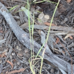 Bromus diandrus at Wamboin, NSW - 3 Dec 2020