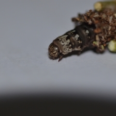 Clania lewinii (Lewin's case moth) at QPRC LGA - 4 Dec 2020 by natureguy