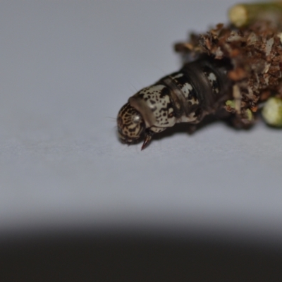Clania lewinii (Lewin's case moth) at QPRC LGA - 4 Dec 2020 by natureguy