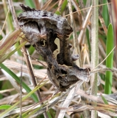 Chrysodeixis argentifera (Tobacco Looper) at Bruce, ACT - 7 Nov 2021 by trevorpreston