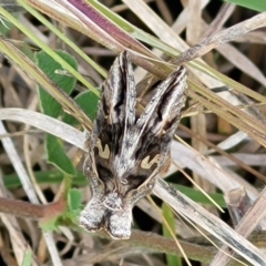 Chrysodeixis argentifera at Bruce, ACT - 7 Nov 2021