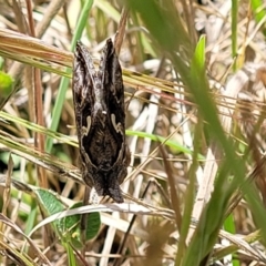 Chrysodeixis argentifera at Bruce, ACT - 7 Nov 2021 10:55 AM