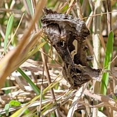 Chrysodeixis argentifera at Bruce, ACT - 7 Nov 2021