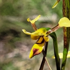 Diuris sulphurea (Tiger Orchid) at Bruce Ridge to Gossan Hill - 7 Nov 2021 by trevorpreston