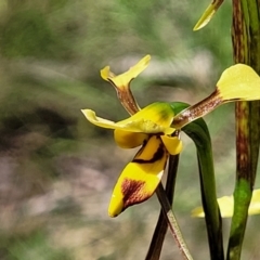 Diuris sulphurea (Tiger Orchid) at Bruce, ACT - 7 Nov 2021 by trevorpreston