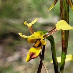 Diuris sulphurea at Bruce, ACT - suppressed