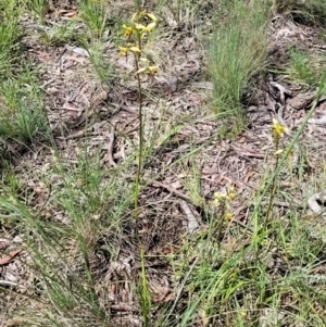 Diuris sulphurea at Bruce, ACT - suppressed