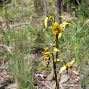 Diuris sulphurea at Bruce, ACT - suppressed