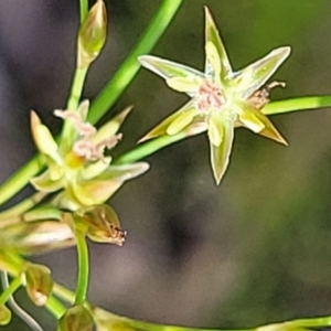 Juncus remotiflorus at Bruce, ACT - 7 Nov 2021