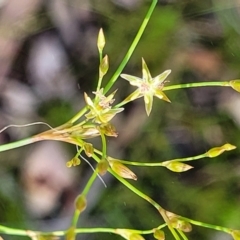 Juncus remotiflorus at Bruce, ACT - 7 Nov 2021