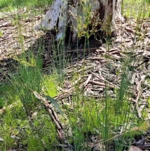 Juncus remotiflorus at Bruce, ACT - 7 Nov 2021