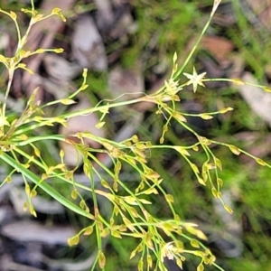 Juncus remotiflorus at Bruce, ACT - 7 Nov 2021