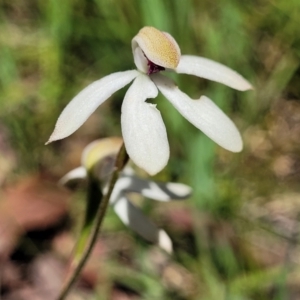 Caladenia cucullata at Bruce, ACT - suppressed