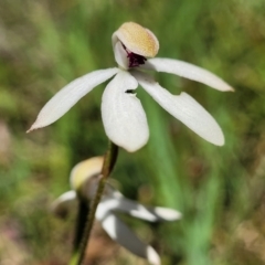 Caladenia cucullata at Bruce, ACT - suppressed