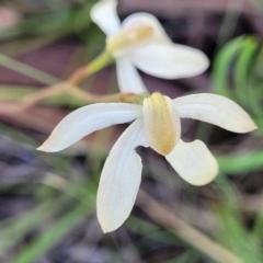 Caladenia cucullata at Bruce, ACT - suppressed