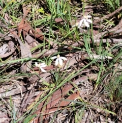 Caladenia cucullata at Bruce, ACT - suppressed