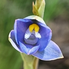 Thelymitra sp. (A Sun Orchid) at Bruce Ridge to Gossan Hill - 7 Nov 2021 by trevorpreston
