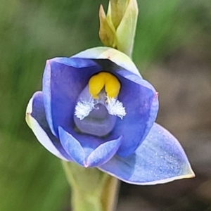 Thelymitra sp. at Bruce, ACT - 7 Nov 2021