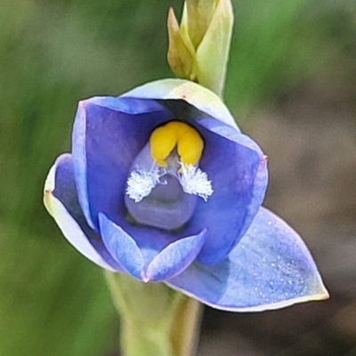 Thelymitra sp. (A Sun Orchid) at Bruce Ridge to Gossan Hill - 7 Nov 2021 by trevorpreston