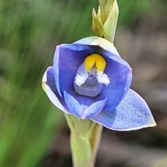 Thelymitra sp. at Bruce, ACT - 7 Nov 2021