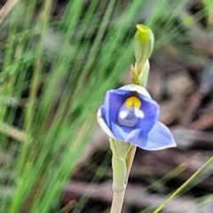 Thelymitra sp. at Bruce, ACT - 7 Nov 2021