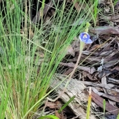 Thelymitra sp. at Bruce, ACT - 7 Nov 2021