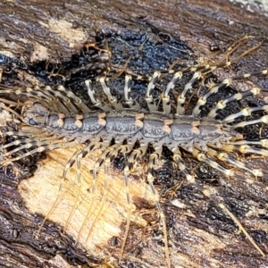 Scutigeridae (family) at Bruce, ACT - 7 Nov 2021 11:13 AM