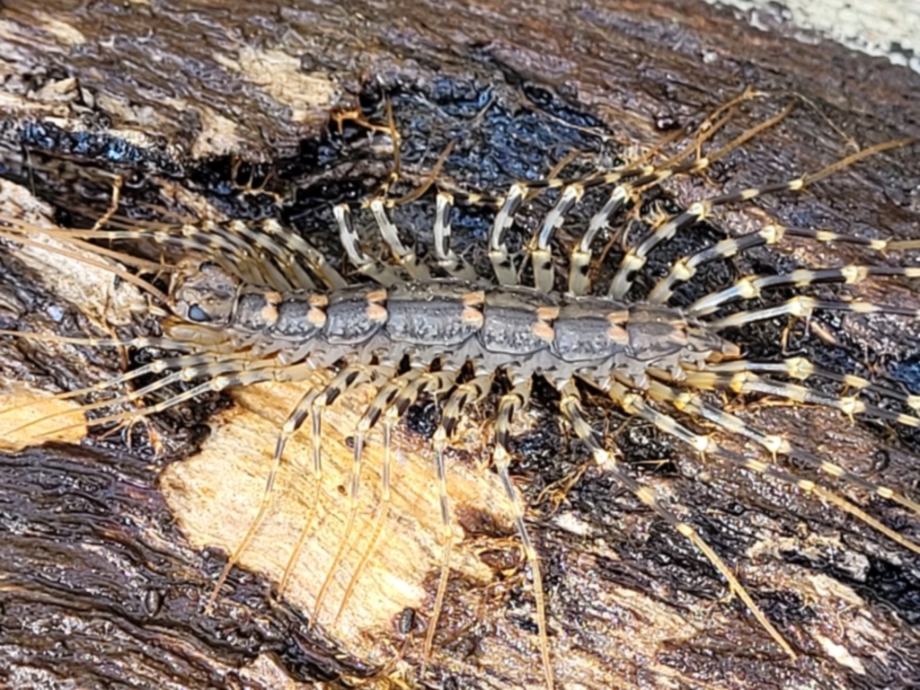 Scutigeridae sp. (family) at Bruce, ACT - 7 Nov 2021