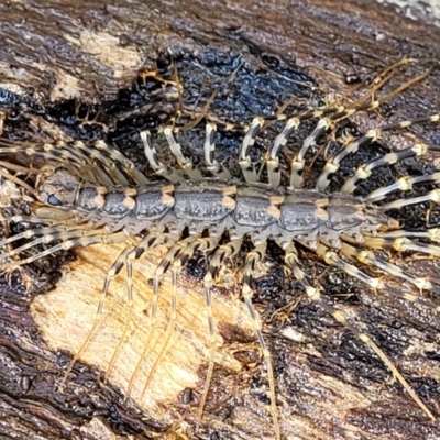 Scutigeridae (family) (A scutigerid centipede) at Bruce Ridge - 7 Nov 2021 by trevorpreston