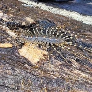 Scutigeridae sp. (family) at Bruce, ACT - 7 Nov 2021